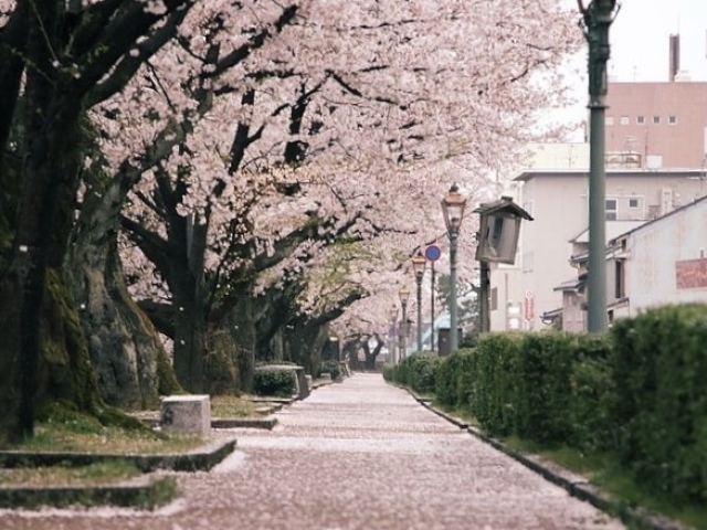 Primavera