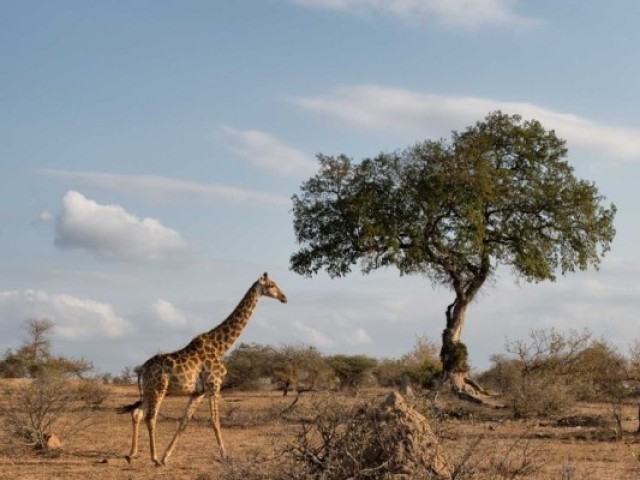 África do Sul