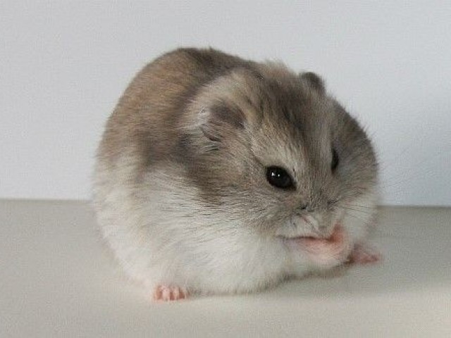 Hamster