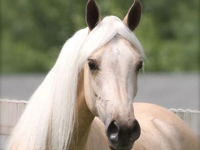 Palomino