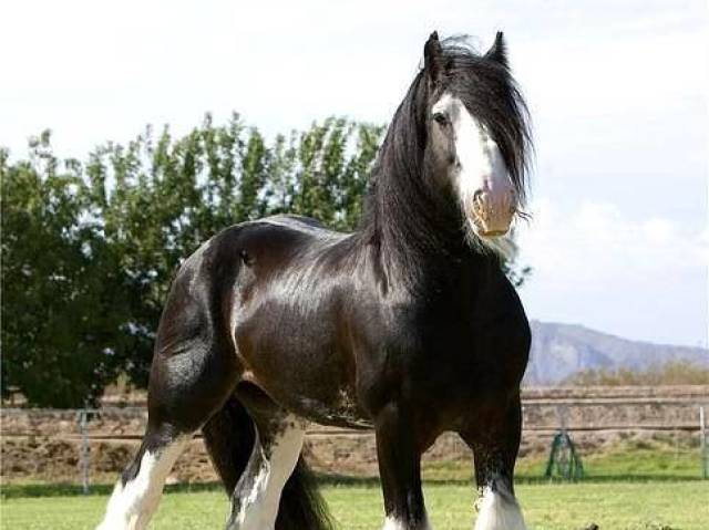 Shire