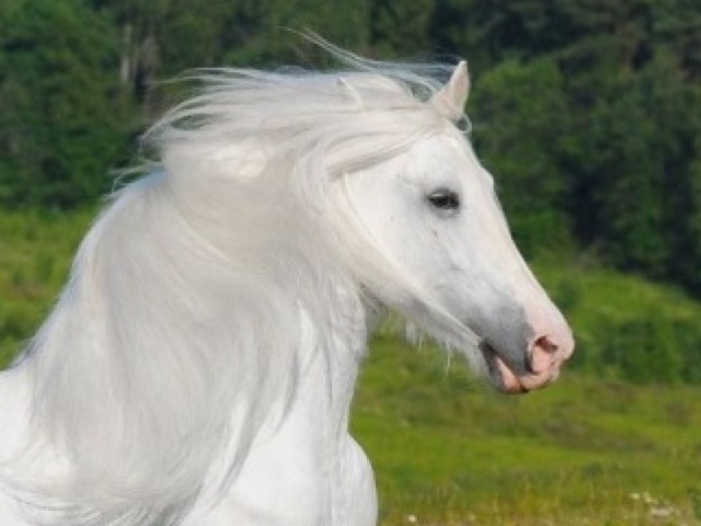 VAI CASAR COM MEU HORSE