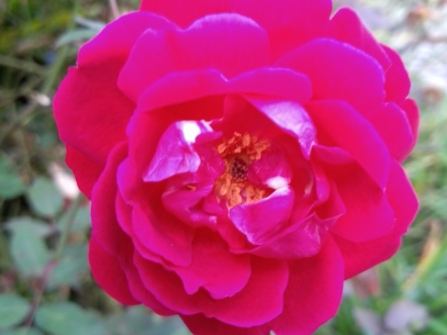 Rosa