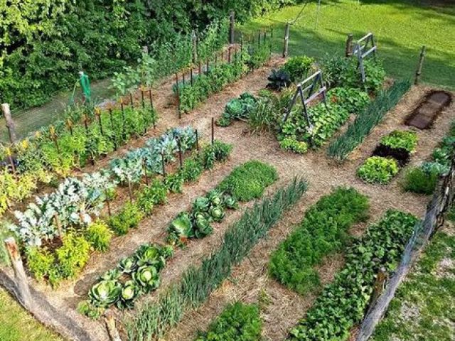 Cuidar de hortas e plantas