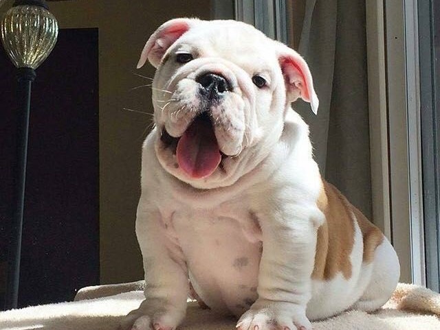 Bulldog