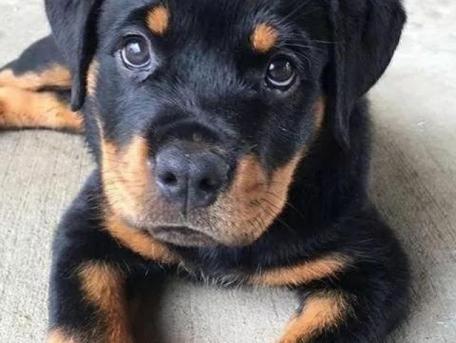 Rottweiler