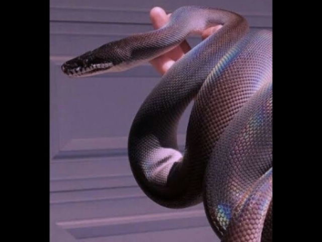 COBRA (SERPENTE)