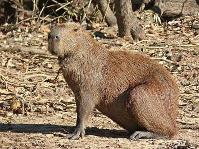 Capivara