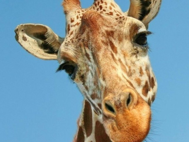 Girafa