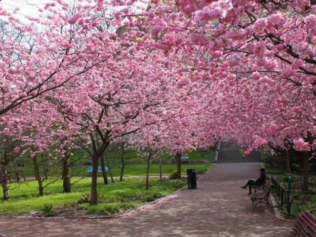 Parque sakura😁❤