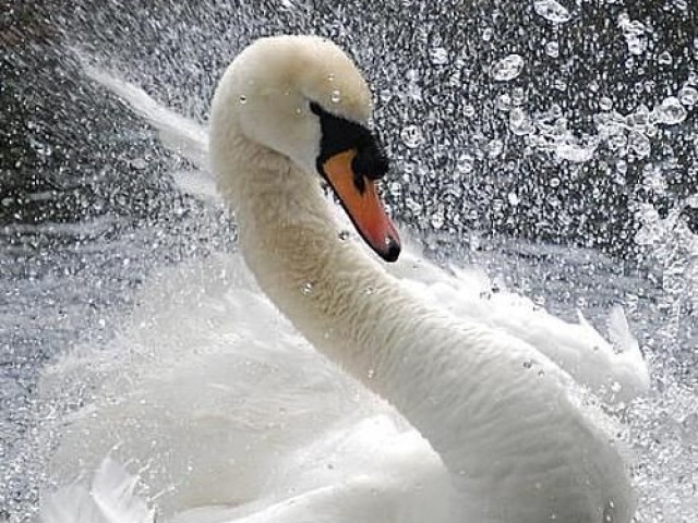 Cisne