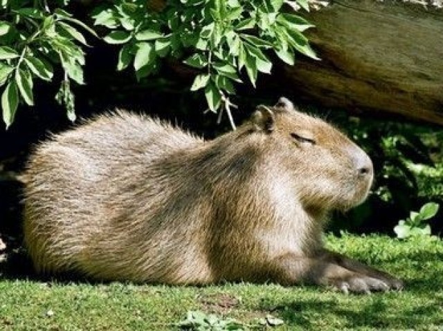 Capivara