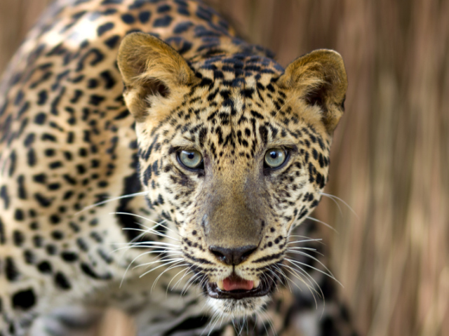 Leopardo