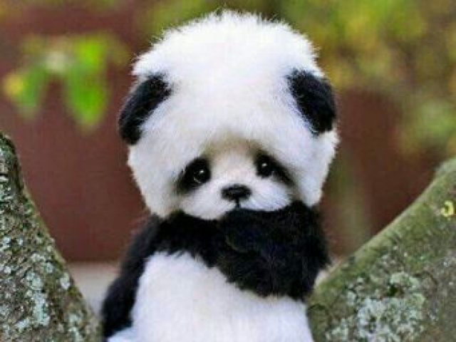 Pandi o panda domestico