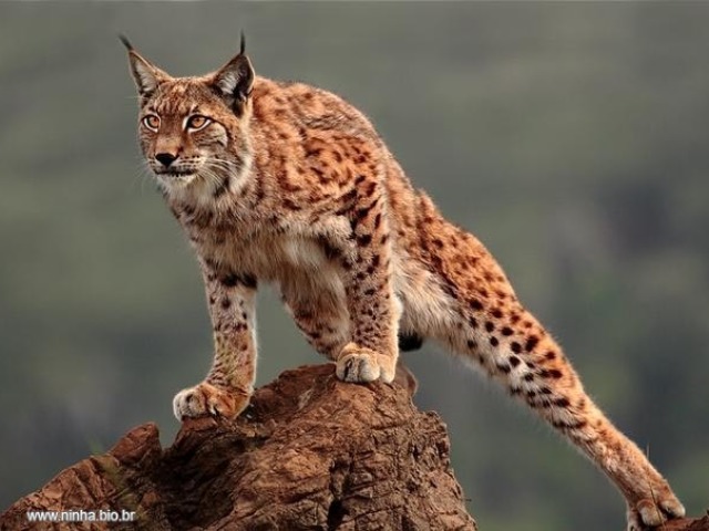 lince