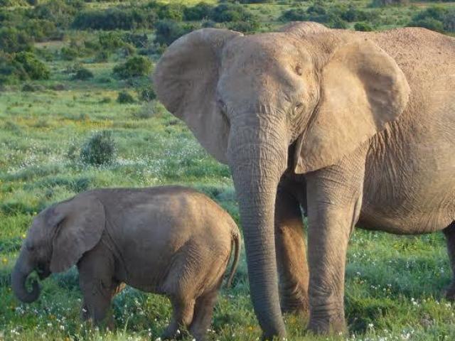 Som natural: elefante, curta, forte e médio.