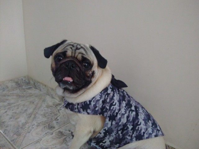 Cachorro