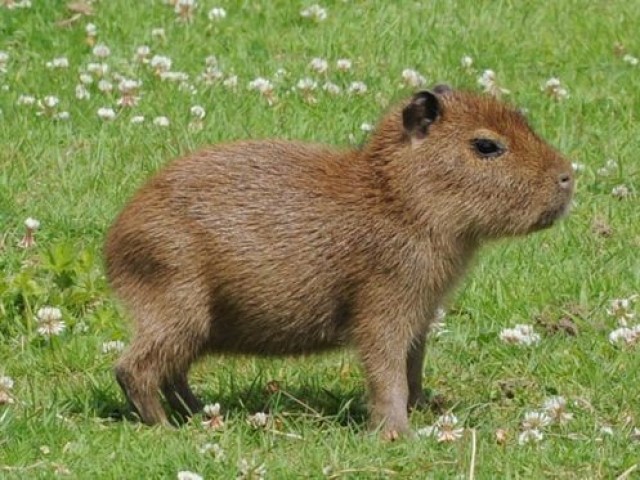 Capivara