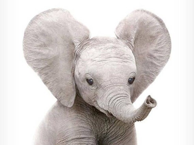 Elefante