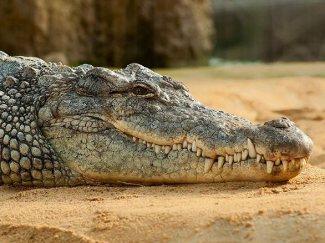 crocodilo