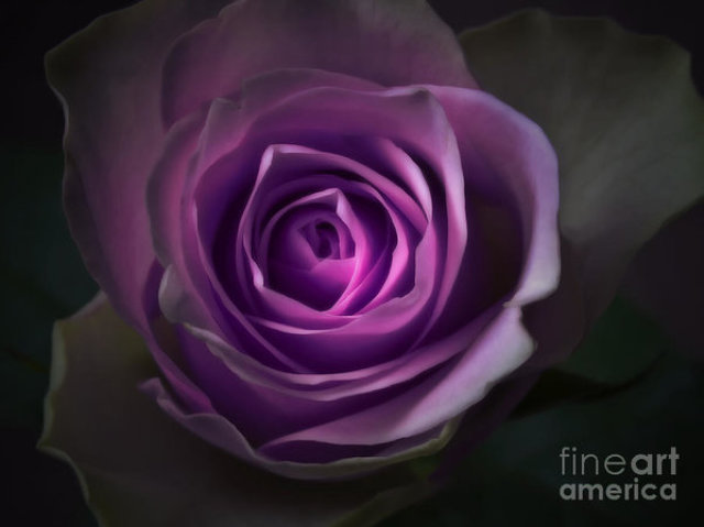 Roxo