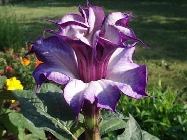 Datura spp.