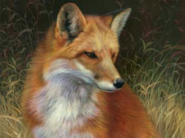Raposa