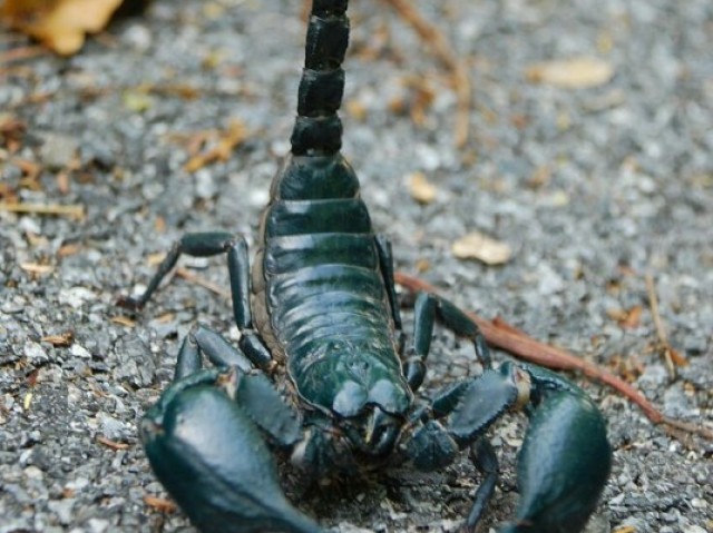 Escorpião