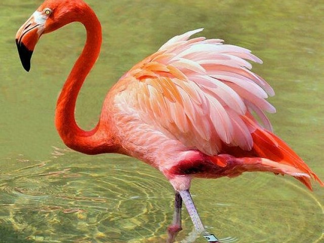 Flamingo