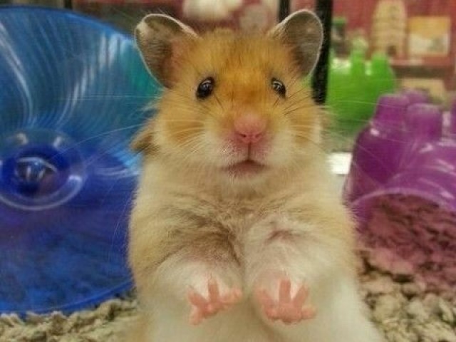 Hamster🐹