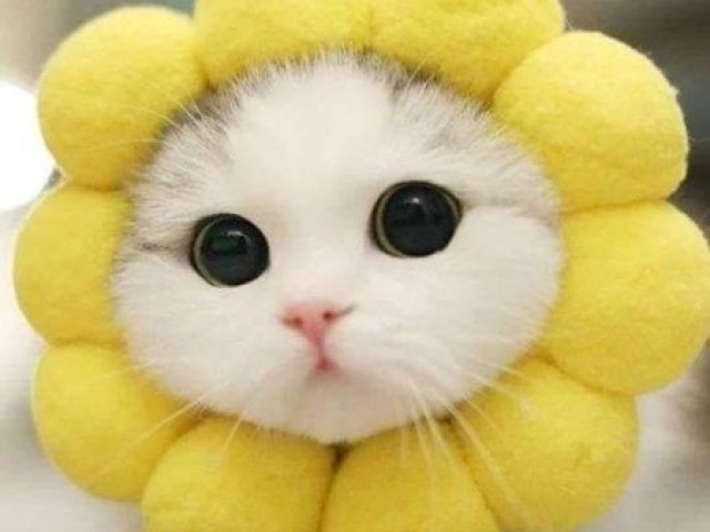gatinho nhonhonhom