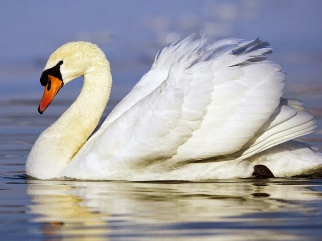 Cisne