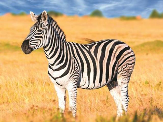 Zebra