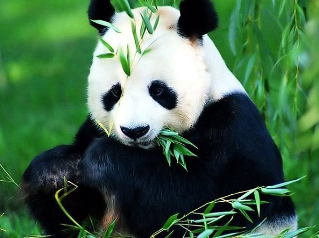 panda