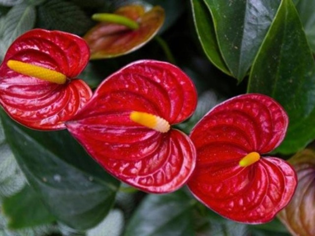 Anthurium andraeanum