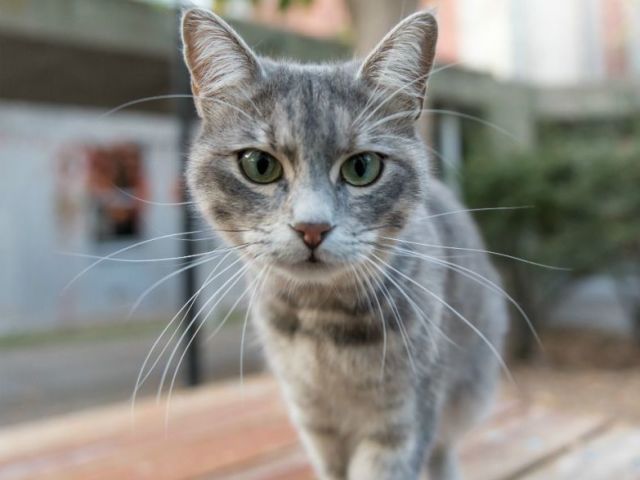 Gato médio ou Adolescente!