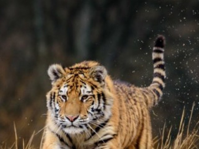 tigre