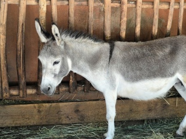 burro (animal)