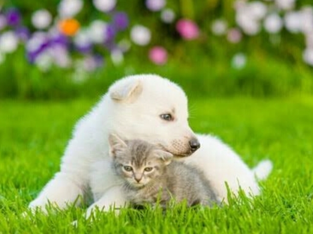 Qual animal você seria??