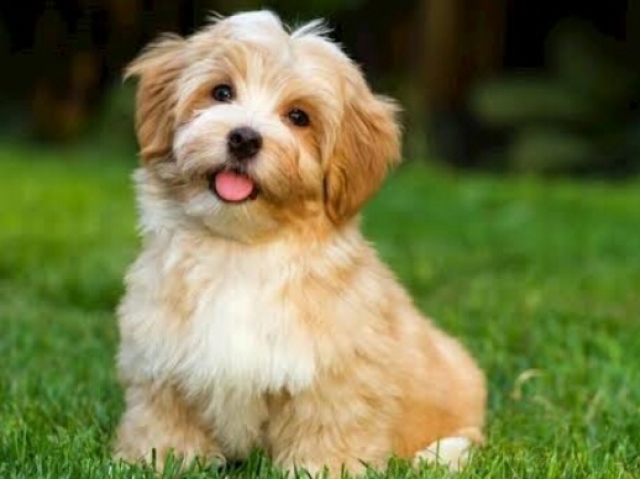 Cachorro!!!