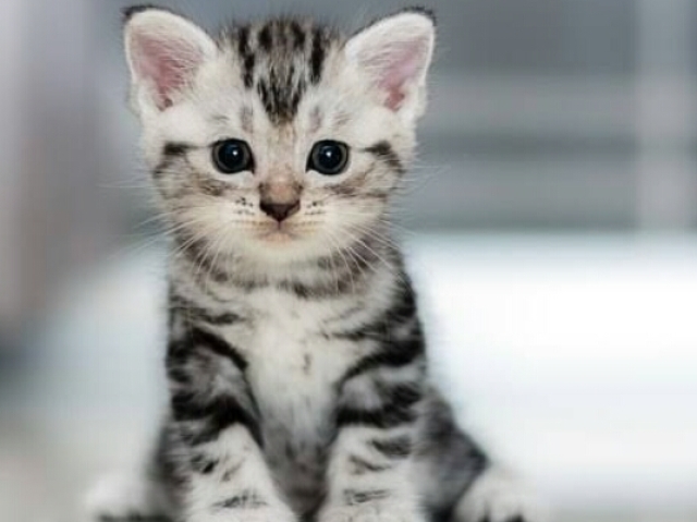 Gato!!!