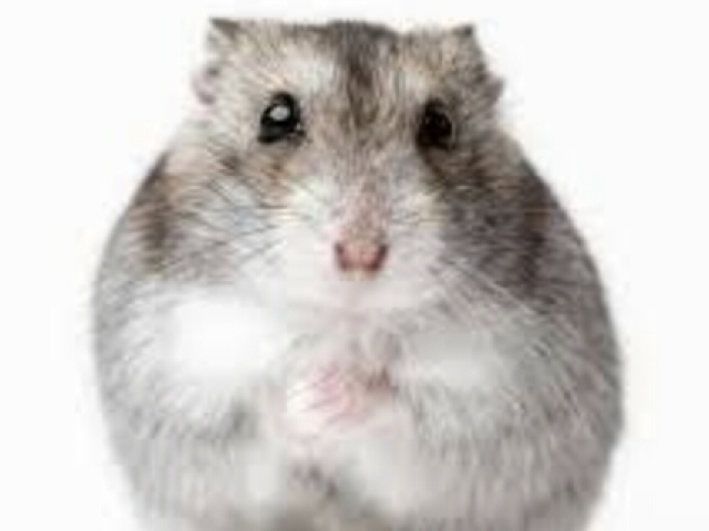 Hamster!!!