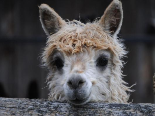 Alpacatenta