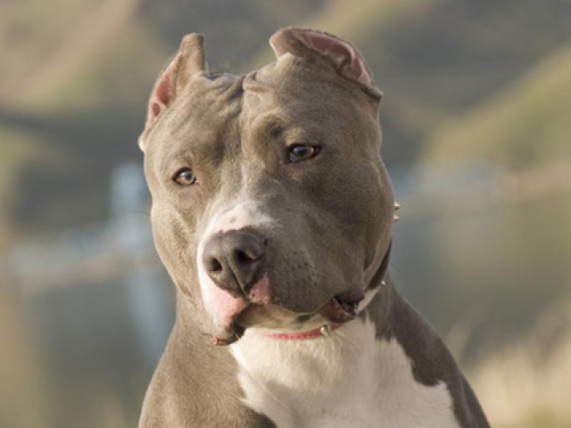 AMERICAN PITBULL TERRIER