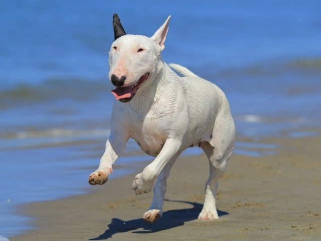 BULL TERRIER