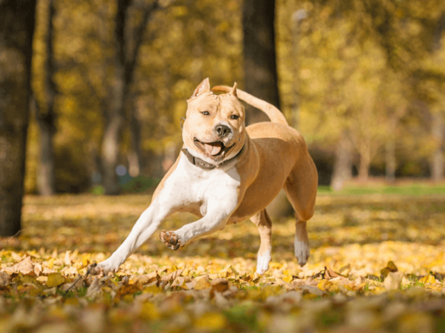 AMERICAN STAFFORDSHIRE TERRIER