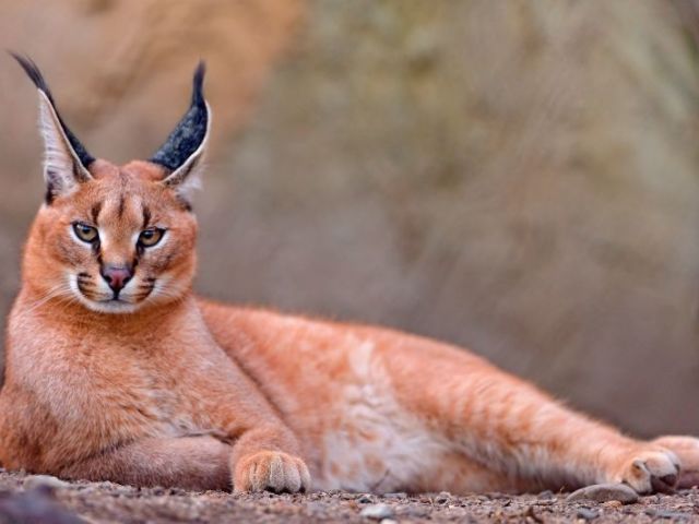Qual felino você seria?