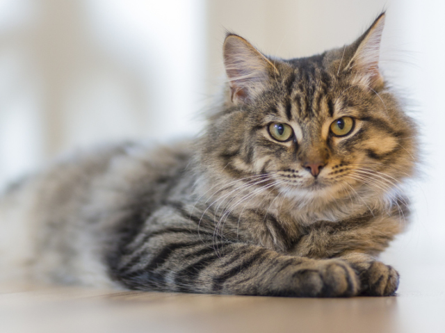 Gato