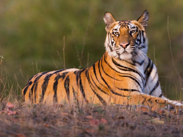Tigre