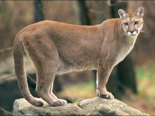 Puma